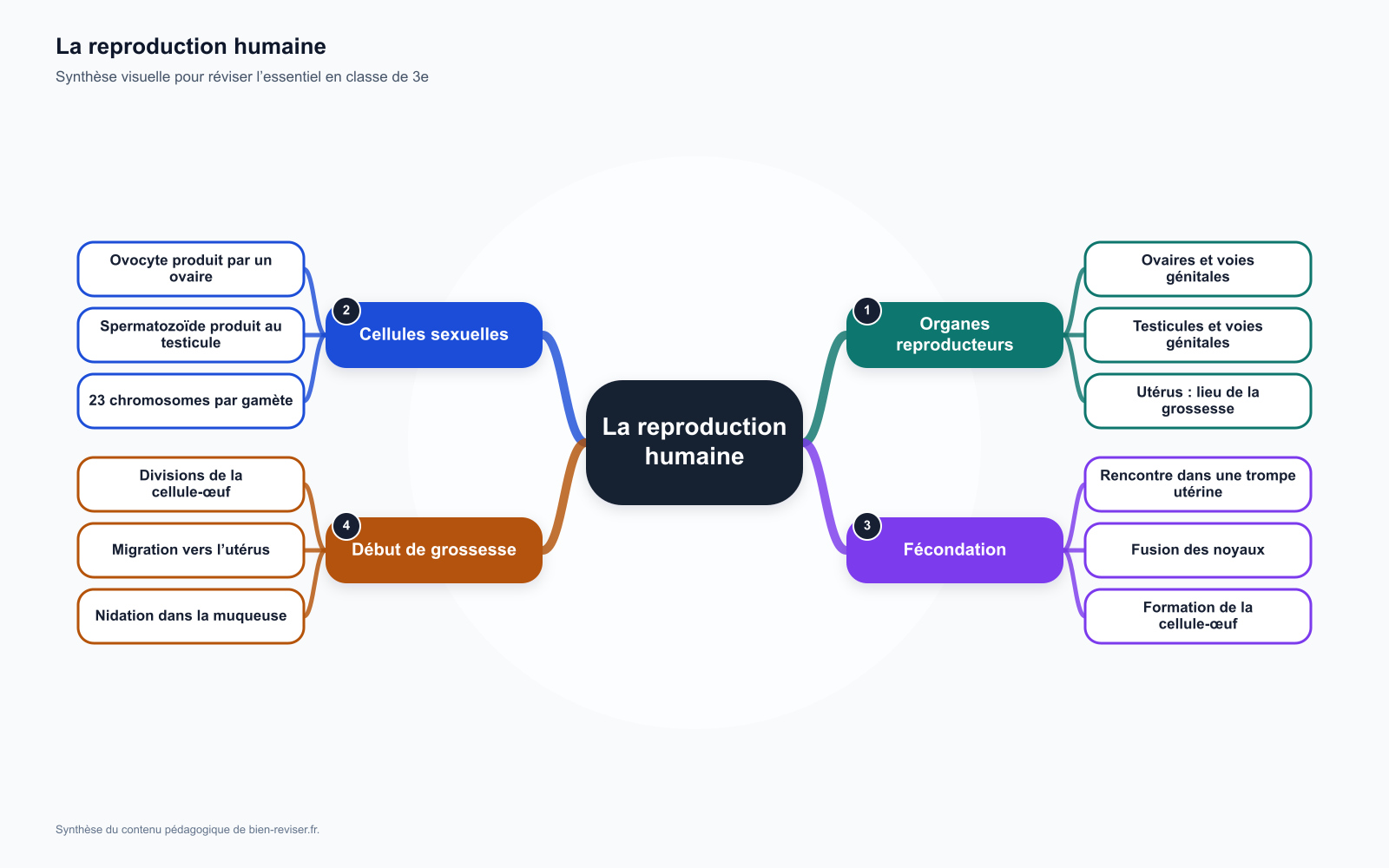 Carte mentale de 3e : Reproduction humaine en 3e : organes, cellules sexuelles et fécondation
