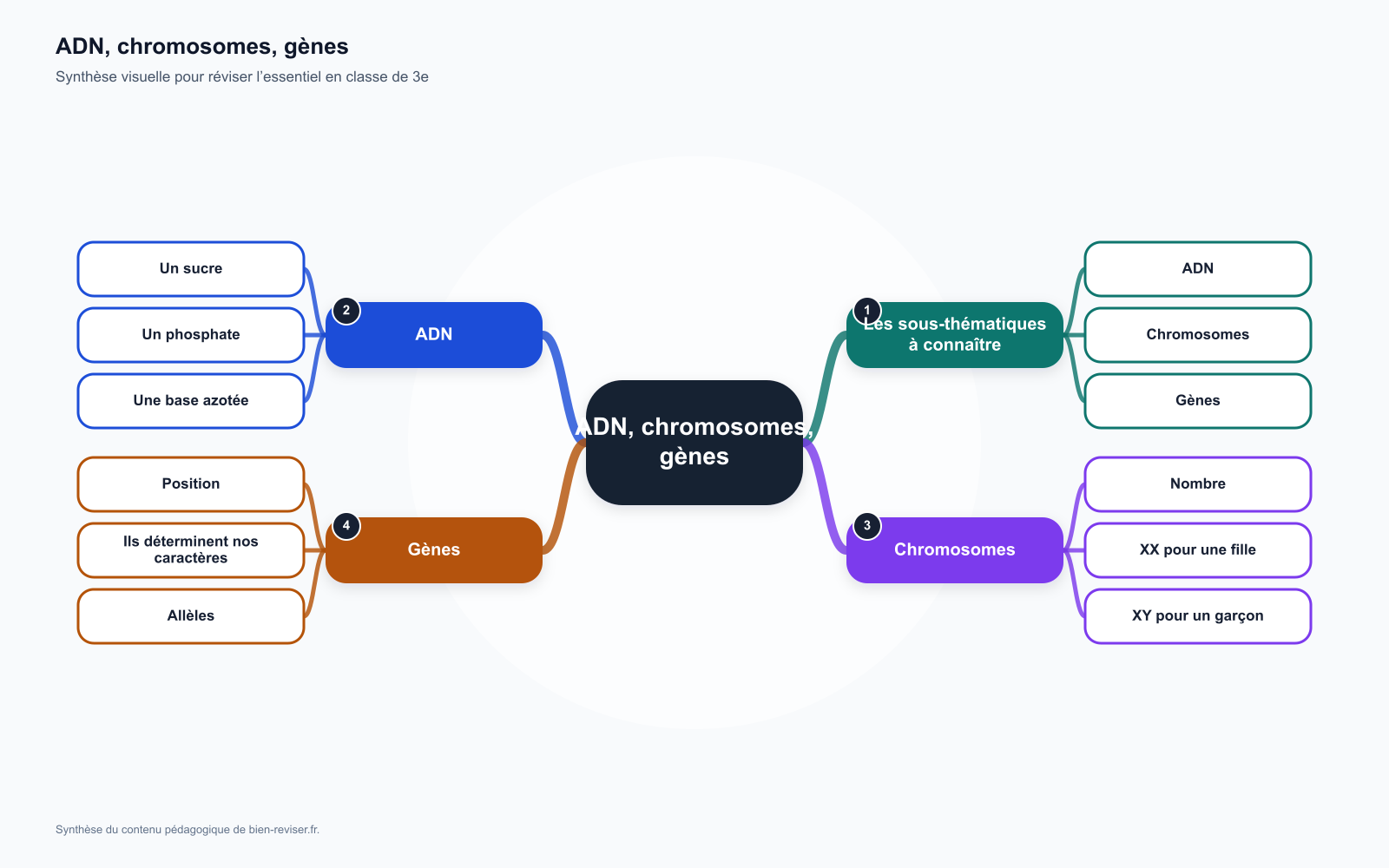 Carte mentale de 3e : ADN, chromosomes, gènes : supports de l’hérédité