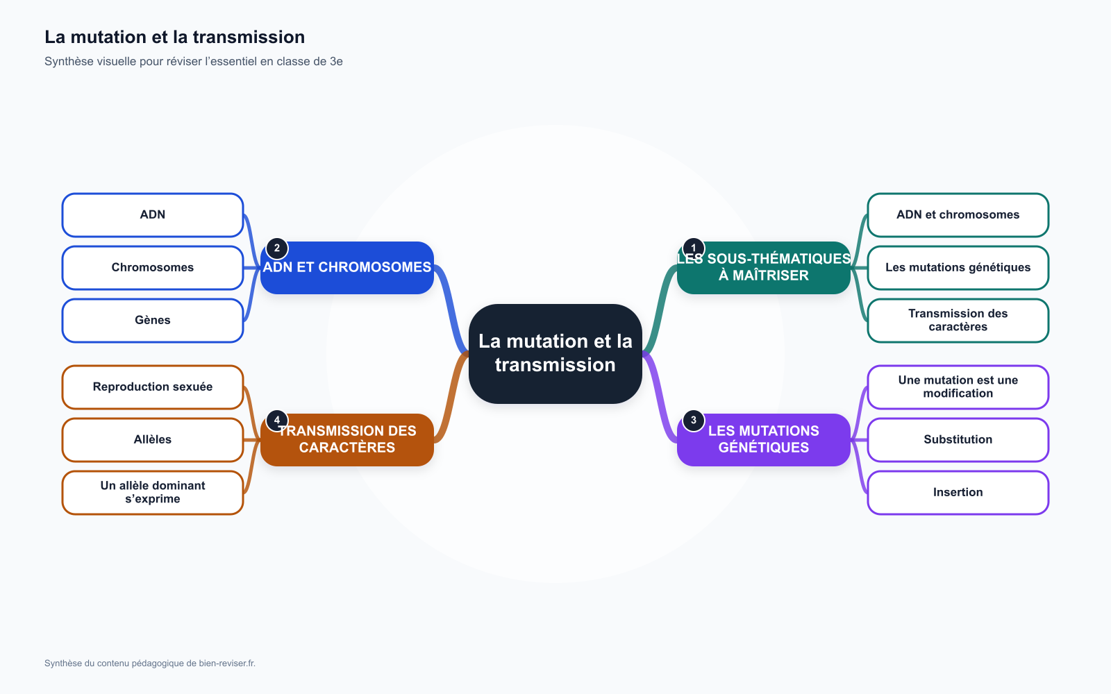 Carte mentale de 3e : La mutation et la transmission des caractères