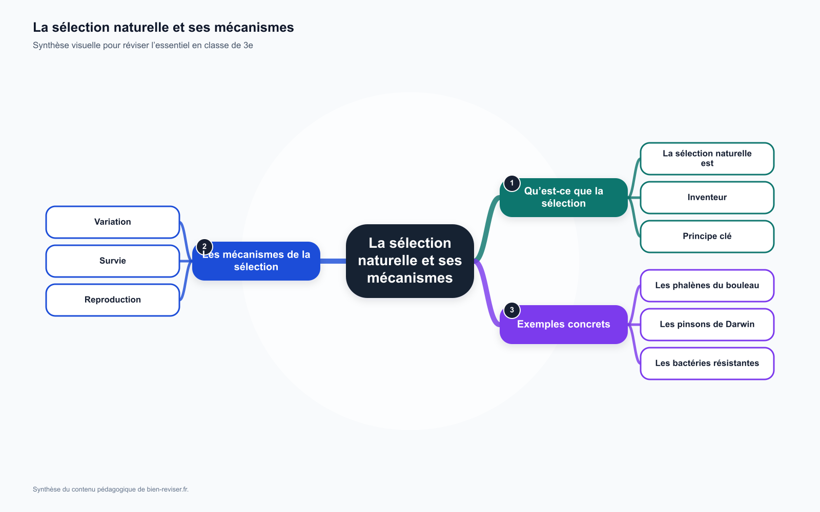Carte mentale de 3e : La sélection naturelle et ses mécanismes