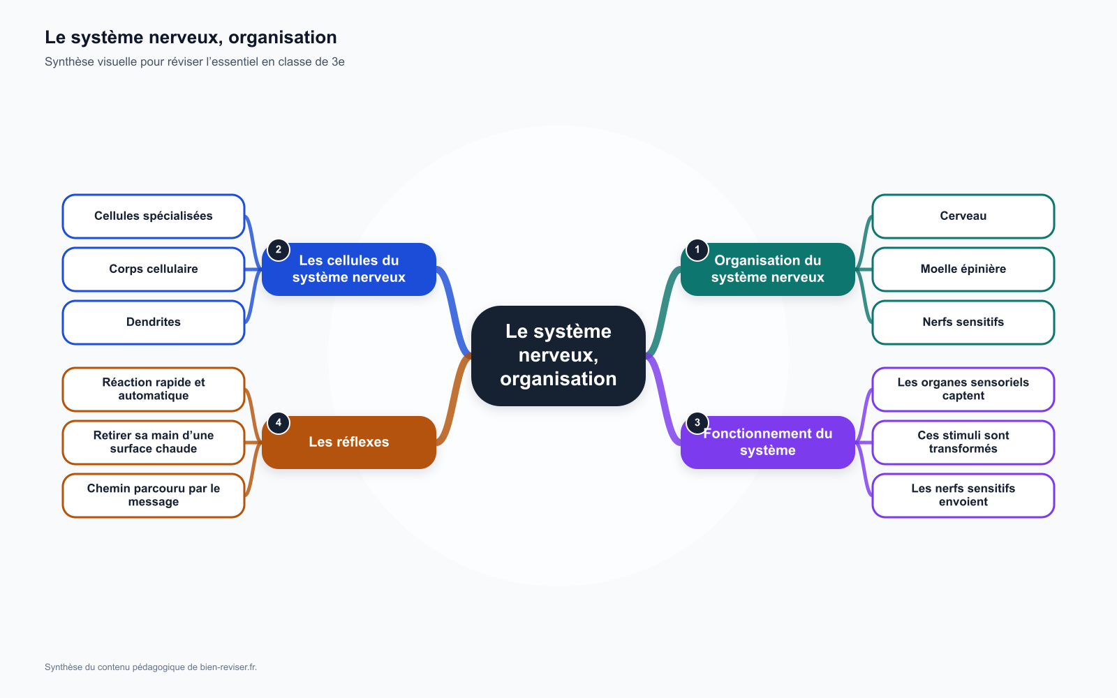 Carte mentale de 3e : Le système nerveux, organisation et fonctionnement
