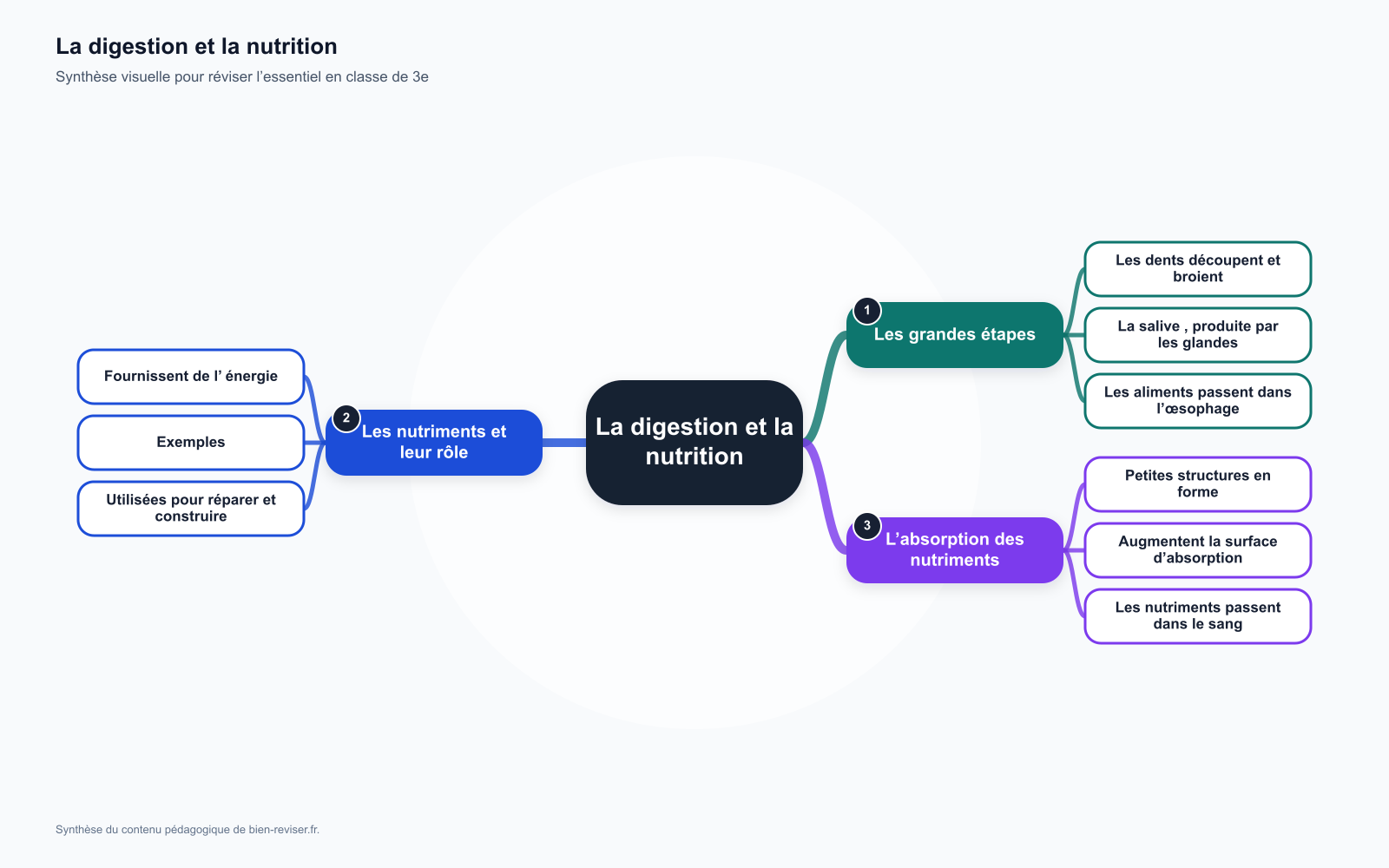 Carte mentale de 3e : La digestion et la nutrition : assimilation des nutriments