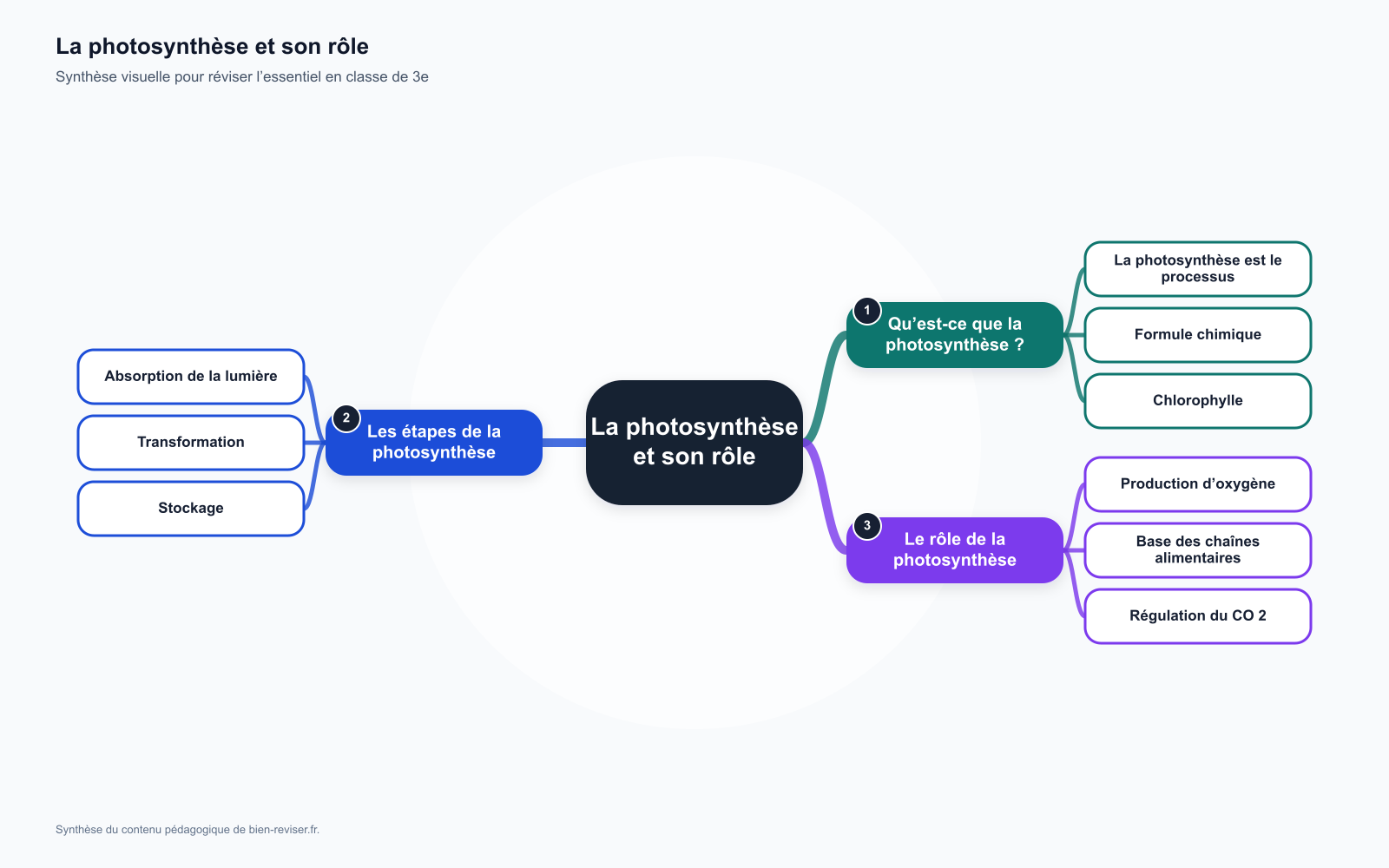 Carte mentale de 3e : La photosynthèse et son rôle dans les écosystèmes
