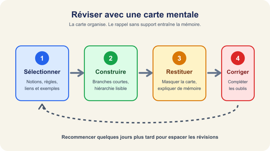 Cycle de révision avec une carte mentale : sélectionner, construire, restituer sans regarder puis corriger